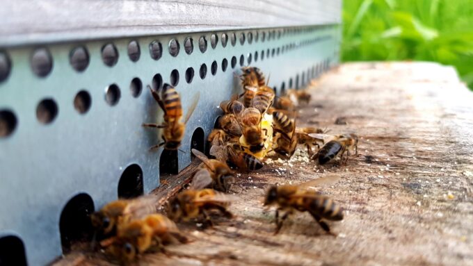 abeilles1.jpg